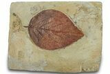 Detailed Fossil Leaf (Celtis) - Montana #305895-1